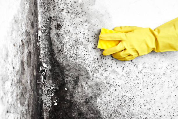 Best Kitchen Mold Remediation in Amador Pines, CA