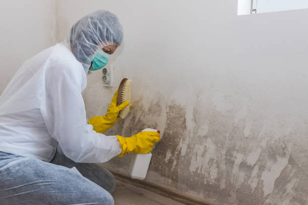 Best Basement Mold Remediation in Amador Pines, CA