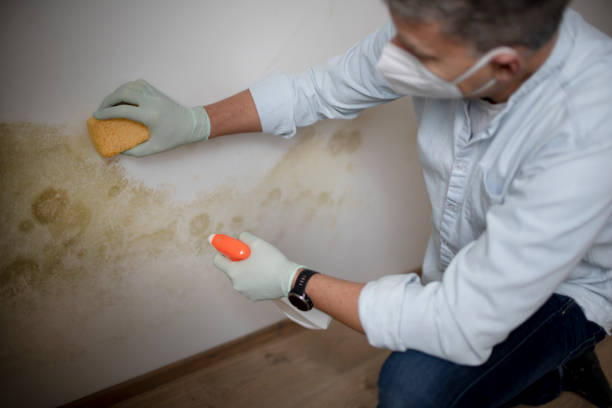 Best White Mold Remediation in Amador Pines, CA