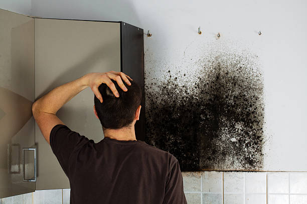Amador Pines, CA Mold Remediation Company